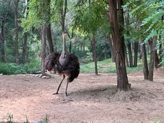-北京野生动物园