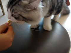 -飞行喵MR PILOT|猫舍·猫咖(静安大融城店)