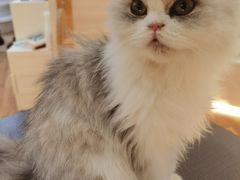 -COLOR PETS 撸猫馆·购猫·猫咖(长风大悦城店)