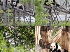 -成都大熊猫繁育研究基地