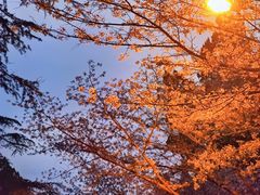 -武汉大学-樱园