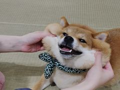 -逗柴咖啡屋·狗咖猫咖宠物桌游