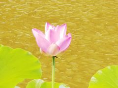 -尤素福东举院饺子馆