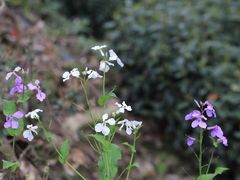 -十八棵（老龙井）御茶园(老龙井店)