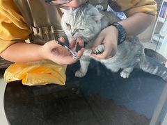 -老吴的猫·猫舍(新区店)