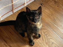 -兰亭安泊牛肉面(乐都路店)