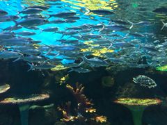 -华夏文旅海洋公园