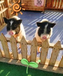 -萌宠亲子动物乐园(槐房万达店)