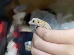 -酷以爬仙阁实体爬宠店·守宫·蜥蜴·专业繁育