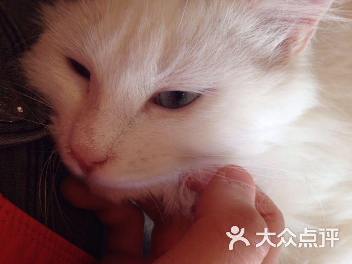 所有图片 candycat猫咪咖啡馆 0 次 23 / 29| 设