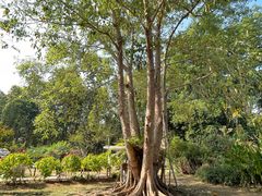 -中国科学院西双版纳热带植物园