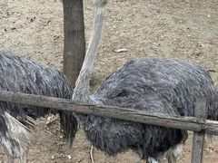 -石家庄市动物园