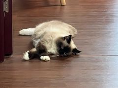 -楼上猫咖(罗湖店)