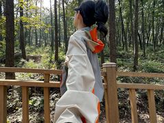 -鲁山国家森林公园