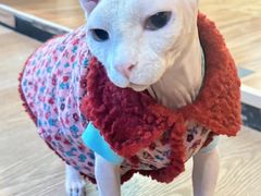 -MOCHA明星猫咖(田子坊店)