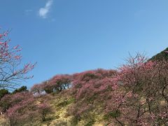 -新建村梅花