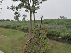 -同里国家湿地公园