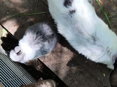 -大鹅岛绿色生态美食园