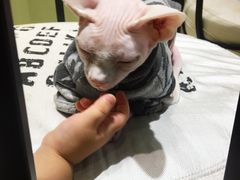 -藏猫猫咖啡主题馆(中央大道店)