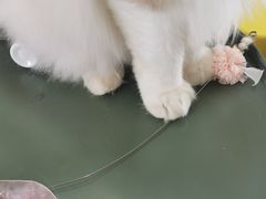 -猫在这儿猫咪咖啡馆·撸猫馆