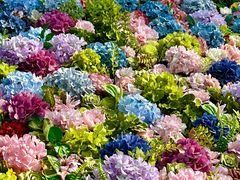 -上海共青森林公园