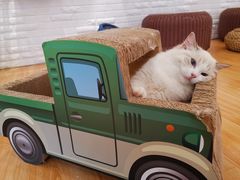 -momokira米努特·德文卷毛猫·棉花面纱犬