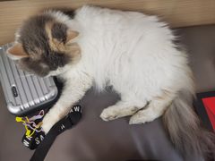 -喵园·猫主题咖啡厅·撸猫·猫咖(国贸店)