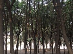 -蜀冈西峰生态公园