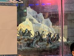 -帝企鹅自助餐厅•儿童岛•真企鹅(长隆企鹅酒店)