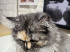 -平行世界·猫咖(首经贸店)