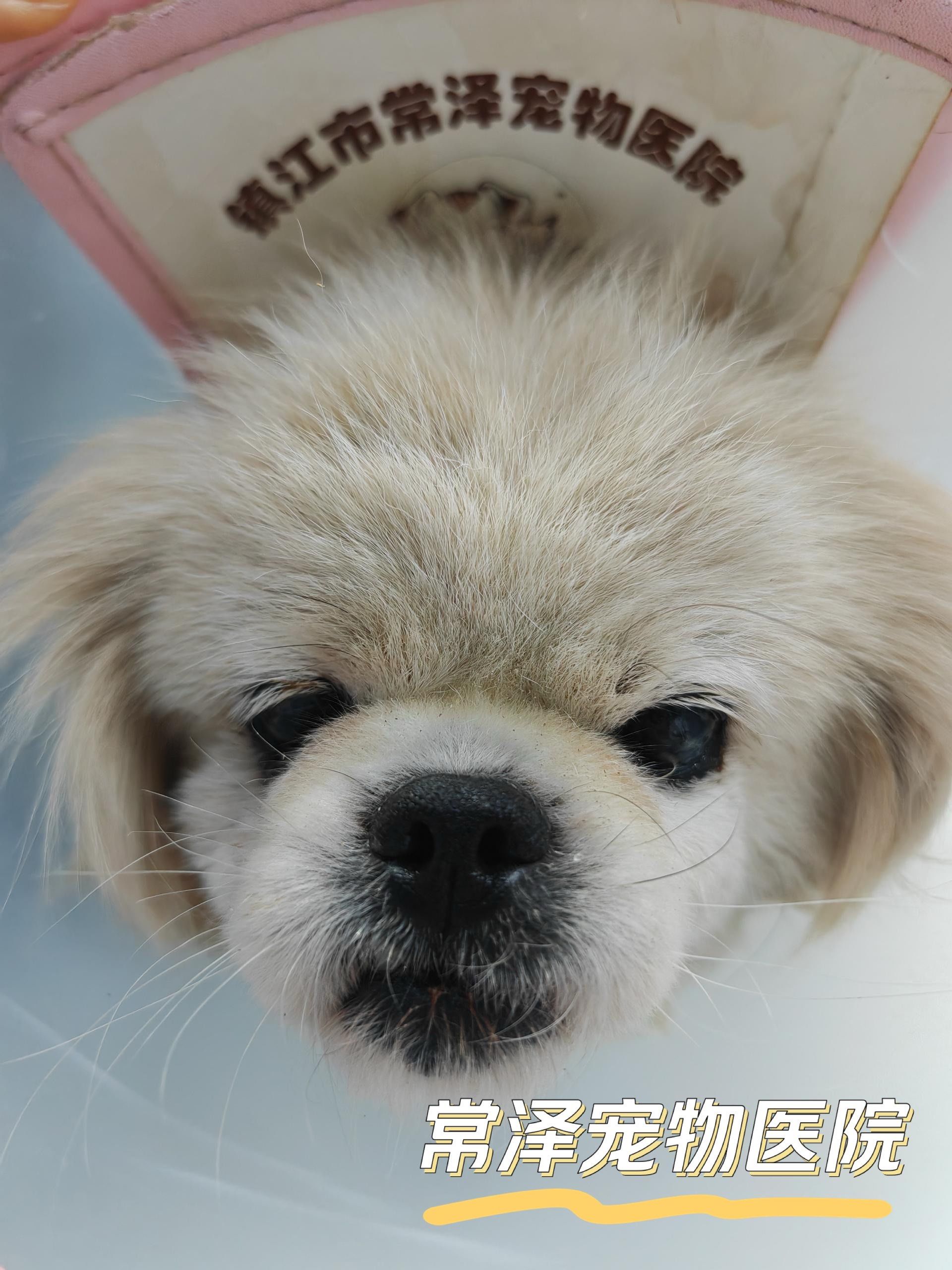 这是一个十二岁的京巴犬这个大肿瘤伴随她已经有多