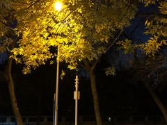 -三里屯东五街银杏大道