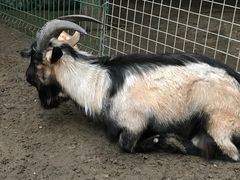 -大鹅岛绿色生态美食园