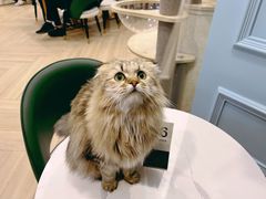 -安格丽娜·狗咖·猫咖羊驼咖(春熙路百盛商场店)