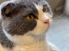 -猫儿山۰猫主题餐厅