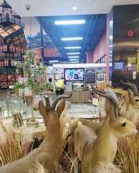 -卡通尼·Safari非洲探索乐园·生日会(金桥国际商业广场店)