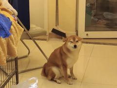 -萌宠之家·腊肠犬·马尔泰·小体犬舍