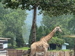 -大连森林动物园