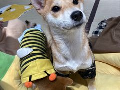 -逗柴咖啡屋·狗咖猫咖宠物桌游