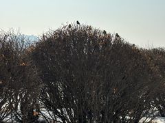 -沈阳鸟岛
