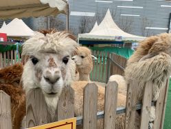 -萌宠亲子动物乐园(槐房万达店)