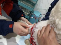 -伟伟宠物医院·CT影像中心·瑞派犬猫综合性门诊(汉口总院)