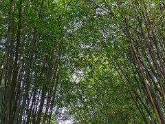 -南海湾森林生态园