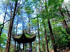 -四明山国家森林公园