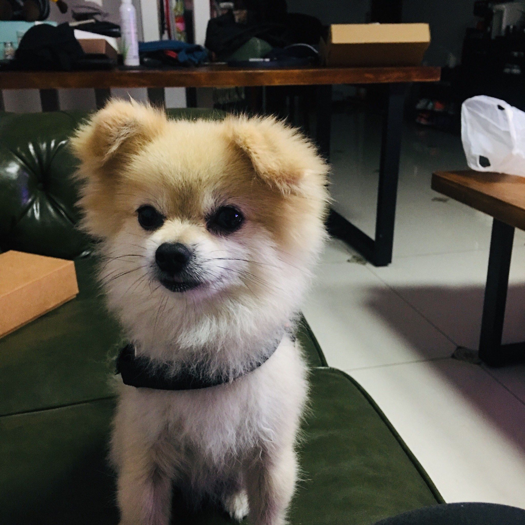 宠物狗狗的日常萌