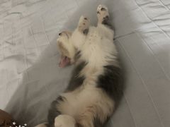 -宠爱国际动物医院· 猫科· 外科·中兽医(长白店)