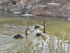 -石家庄市动物园