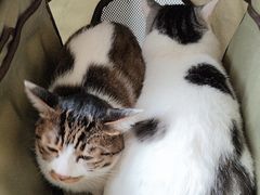 -谐和益家动物医院·免疫绝育·血液透析·宠保定点医院(高新伊藤分院)