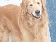 -丁家坡洋芋·观音桥好吃街A区(全国总店)