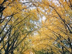 -三里屯东五街银杏大道
